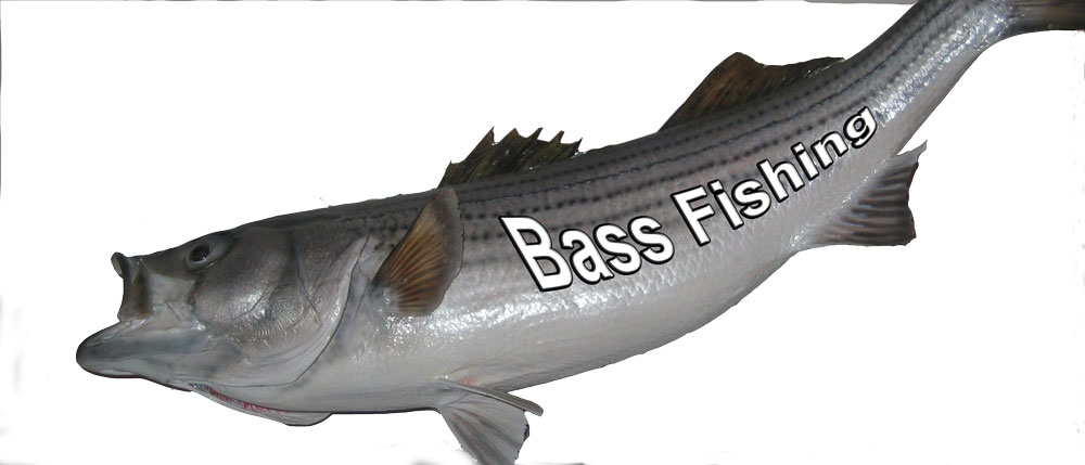 Bass fishing nabs the big one