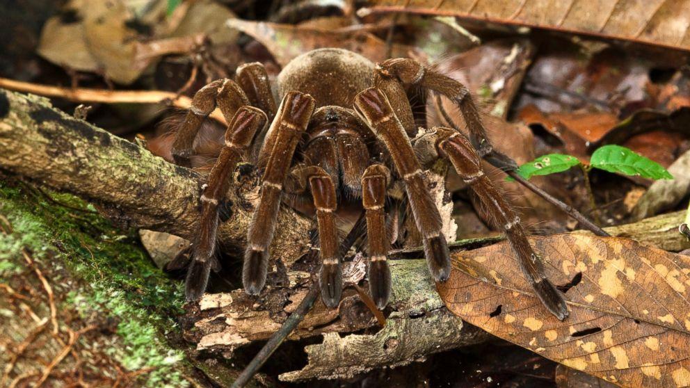 Puppy-sized spider spotted in South America