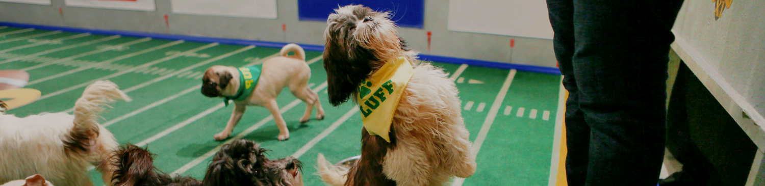 Barking News: Ruff pups steal Puppy Bowl