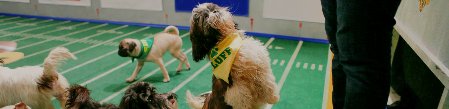 Barking+News%3A+Ruff+pups+steal+Puppy+Bowl