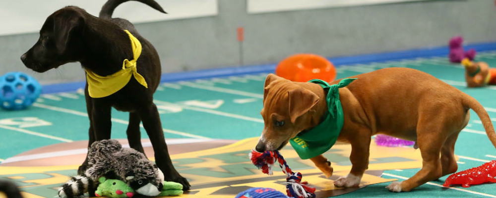 Fluffs+strut+their+stuff+and+conquer+Puppy+Bowl+XIII
