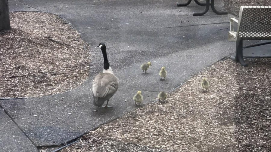 Rejoice! The goslings have hatched!