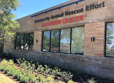 What it’s like to be a dog volunteer at Community Animal Rescue Effort shelter