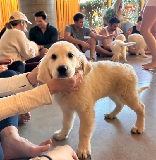 My take on puppy yoga: relaxing, fun, but pricey