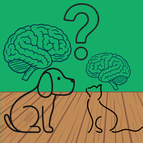 The science behind the dogs vs. cats intelligence debate